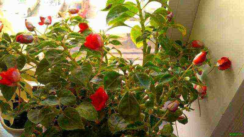 is it possible to grow balsam as a houseplant