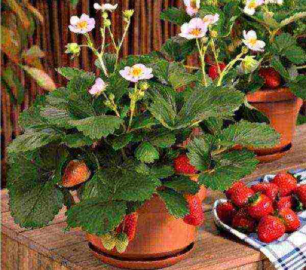is it possible to grow strawberries at home in a pot on the balcony