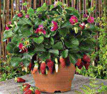 is it possible to grow strawberries at home in a pot on the balcony