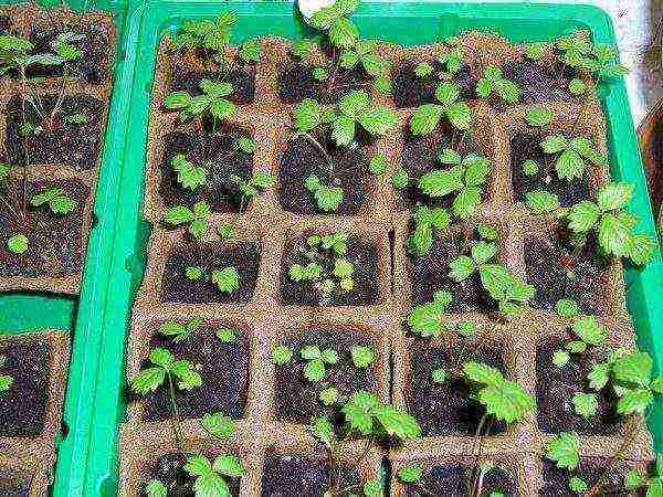 is it possible to grow strawberries at home in a pot on the balcony