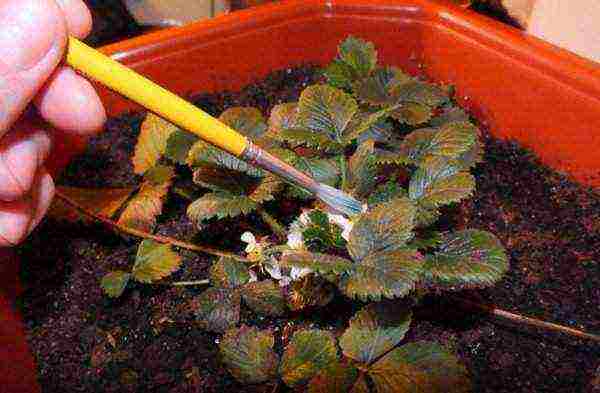 is it possible to grow strawberries at home in a pot on the balcony