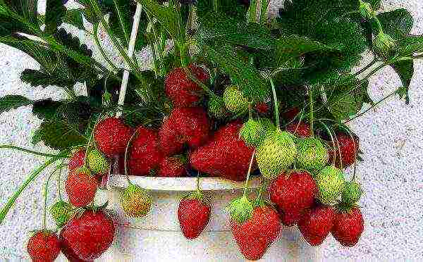 posible bang palaguin ang mga strawberry sa bahay sa isang palayok sa balkonahe