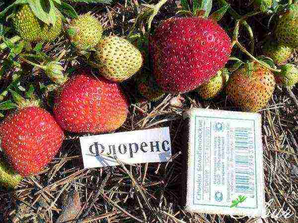 is it possible to grow strawberries at home in a pot on the balcony