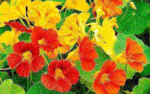 is it possible to grow nasturtium as a houseplant