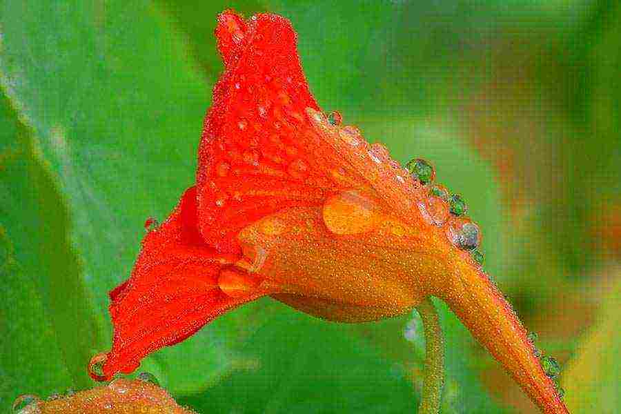 is it possible to grow nasturtium as a houseplant