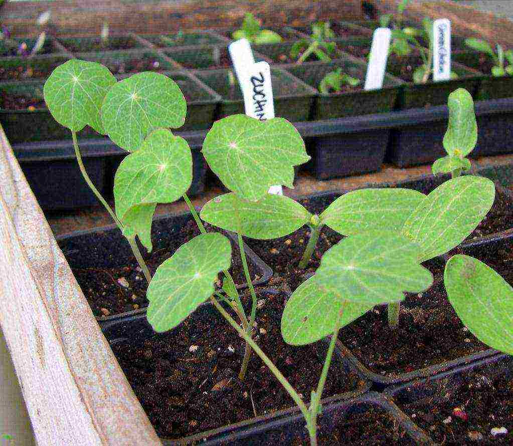 is it possible to grow nasturtium as a houseplant