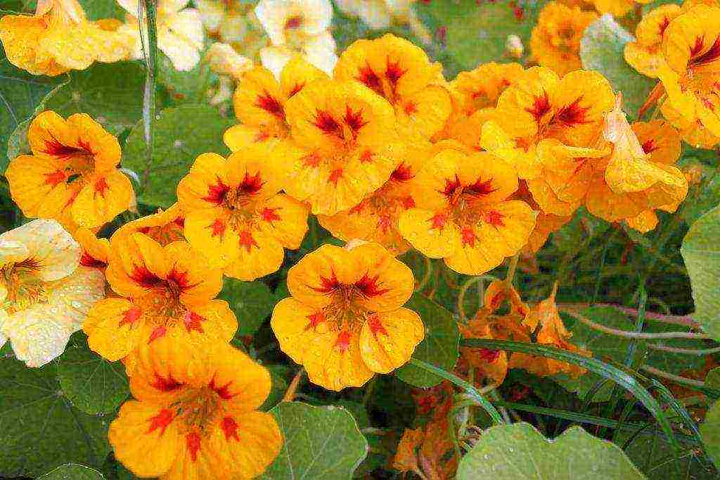 is it possible to grow nasturtium as a houseplant