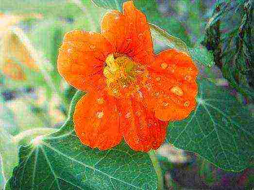 is it possible to grow nasturtium as a houseplant