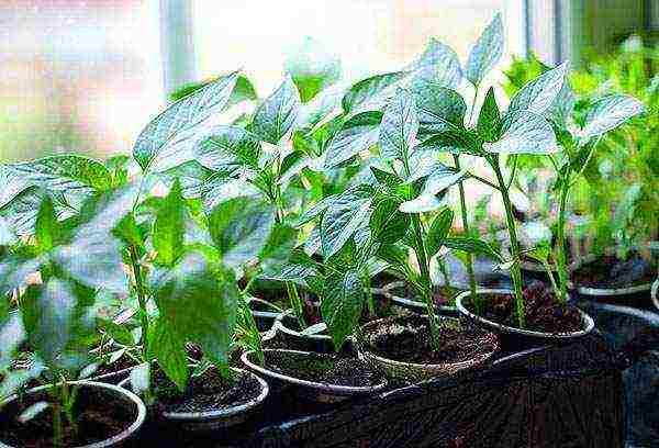 is it possible to grow peppers outdoors in the Urals