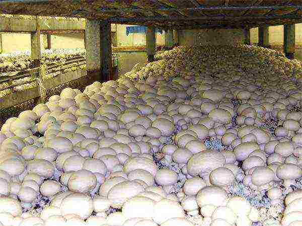 is it possible to grow champignons in the basement of a residential building