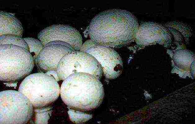 posible bang palaguin ang mga champignon sa silong ng isang gusaling tirahan