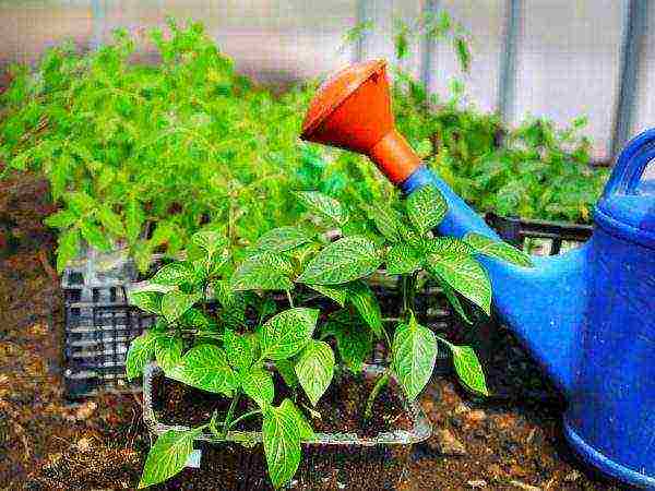 posible bang palaguin ang mga peppers at kamatis sa parehong greenhouse