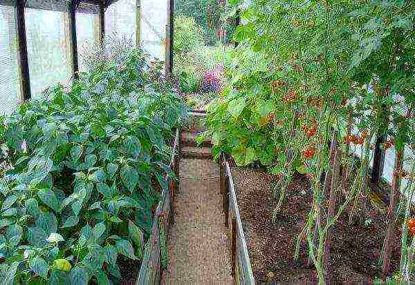 posible bang palaguin ang mga peppers at kamatis sa parehong greenhouse