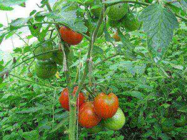 posible bang palaguin ang mga peppers at kamatis sa parehong greenhouse