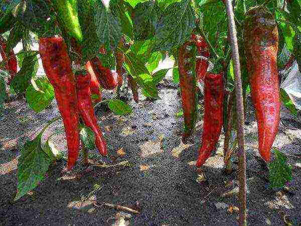 posible bang palaguin ang mga peppers at kamatis sa parehong greenhouse