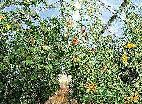 is it possible to grow peppers and tomatoes in the same greenhouse