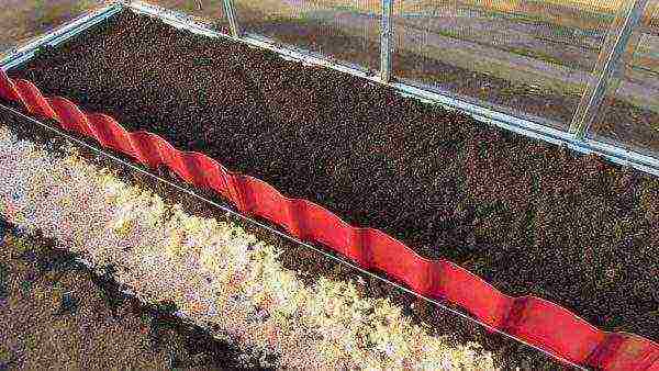 posible bang palaguin ang mga peppers at kamatis sa parehong greenhouse