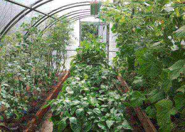 is it possible to grow peppers and tomatoes in the same greenhouse