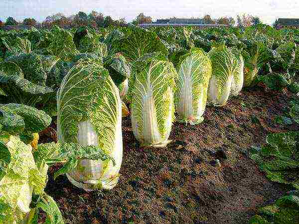 Chinese cabbage varieties are the best