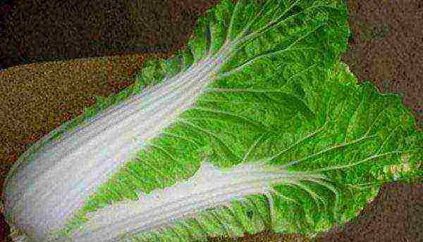 Chinese cabbage varieties are the best