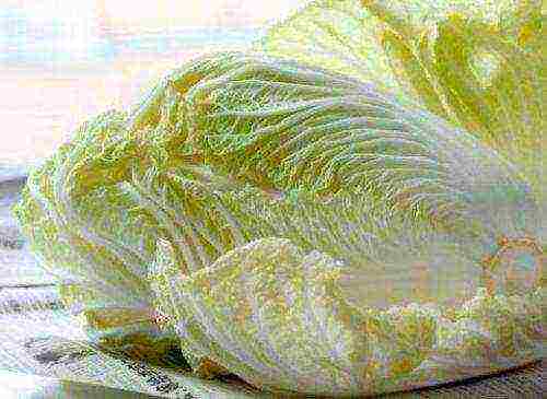 Chinese cabbage varieties are the best