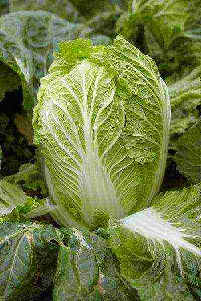 Chinese cabbage varieties are the best