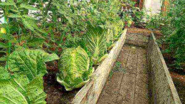 Chinese cabbage varieties are the best