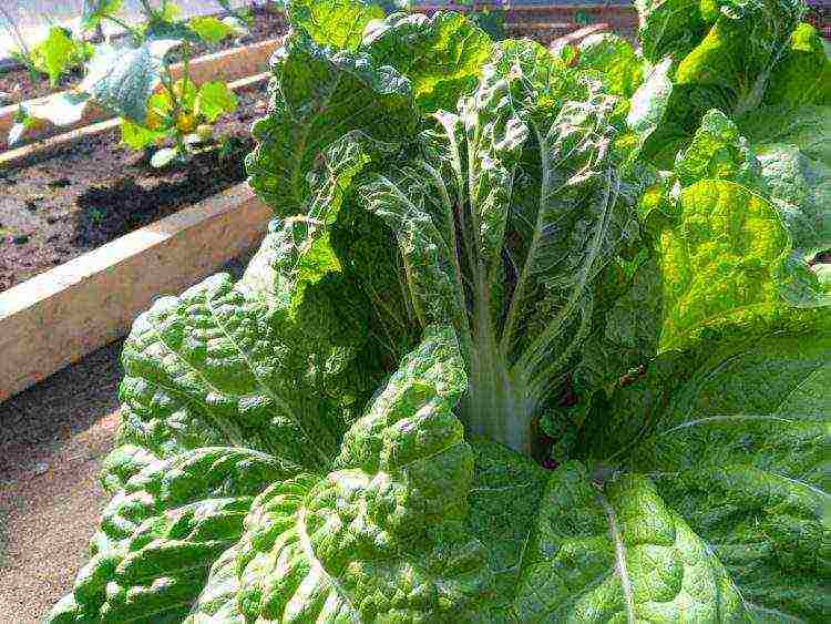 Chinese cabbage varieties are the best