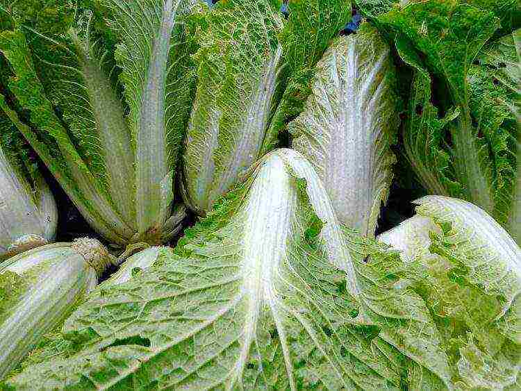 Chinese cabbage varieties are the best