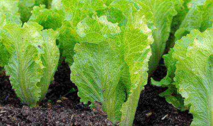 Chinese cabbage varieties are the best