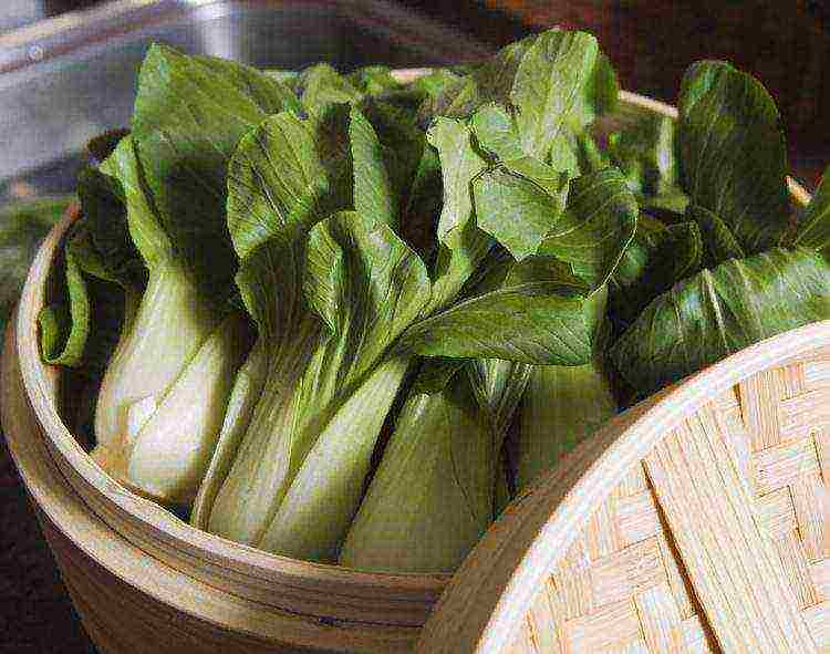 Chinese cabbage varieties are the best