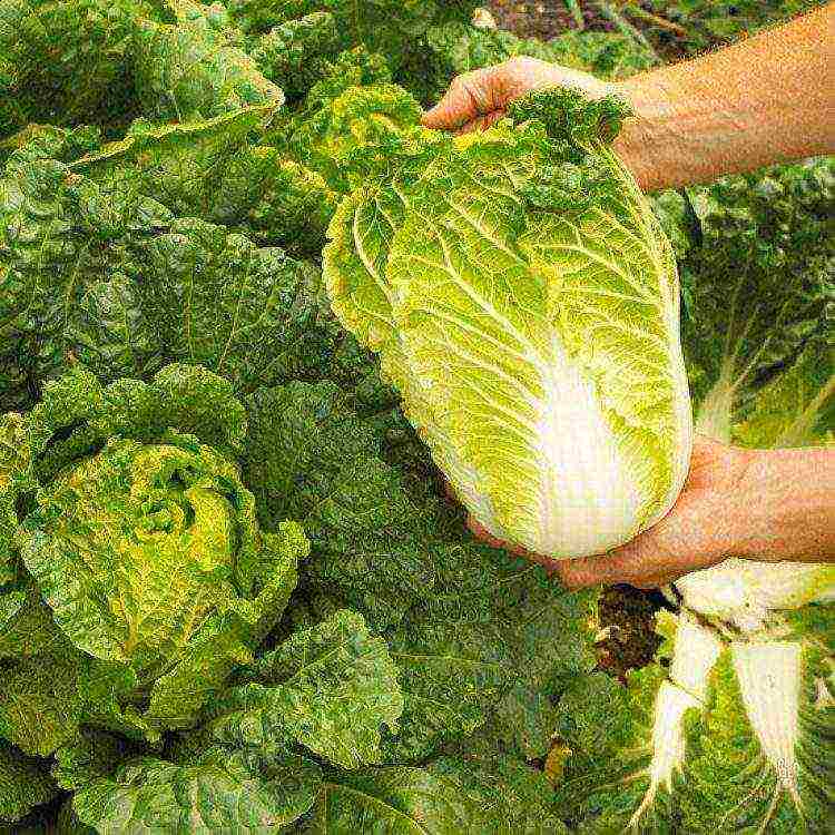 Chinese cabbage varieties are the best