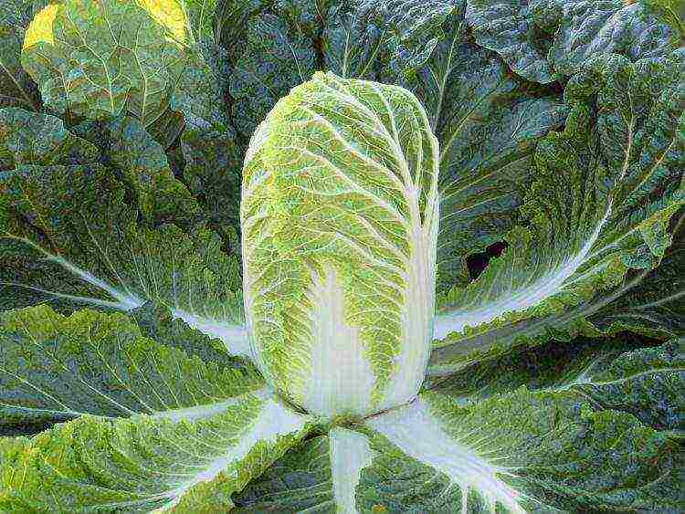 Chinese cabbage varieties are the best