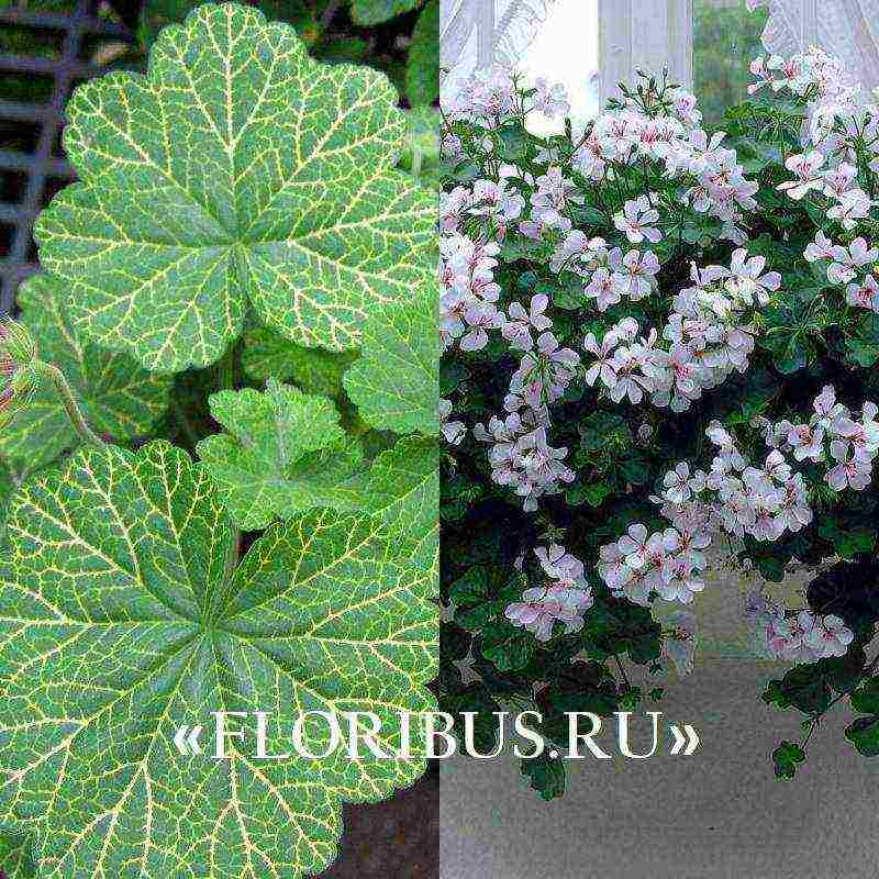 pelargonium ivy best varieties
