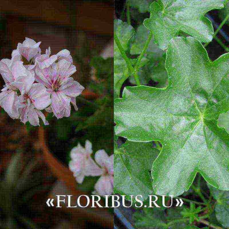 pelargonium ivy best varieties