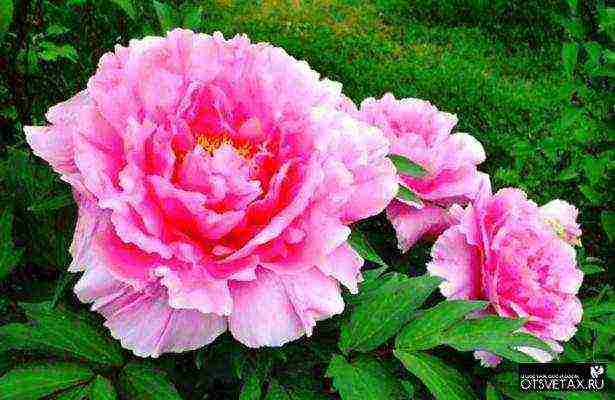 peony planting and care outdoors in siberia