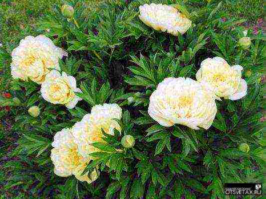 peony planting and care outdoors in siberia