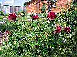 peony planting and care outdoors in siberia