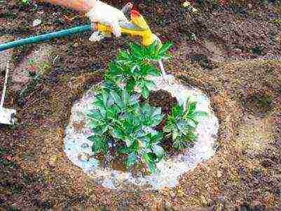 peony planting and care outdoors in siberia