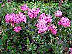 peony planting and care outdoors in siberia