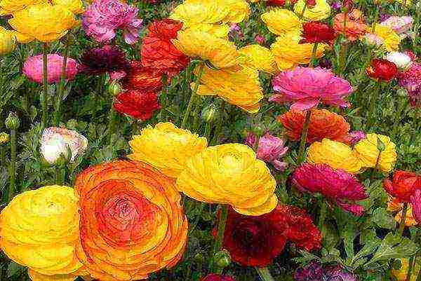 ranunculus การปลูกและดูแลในทุ่งโล่งในเทือกเขาอูราล