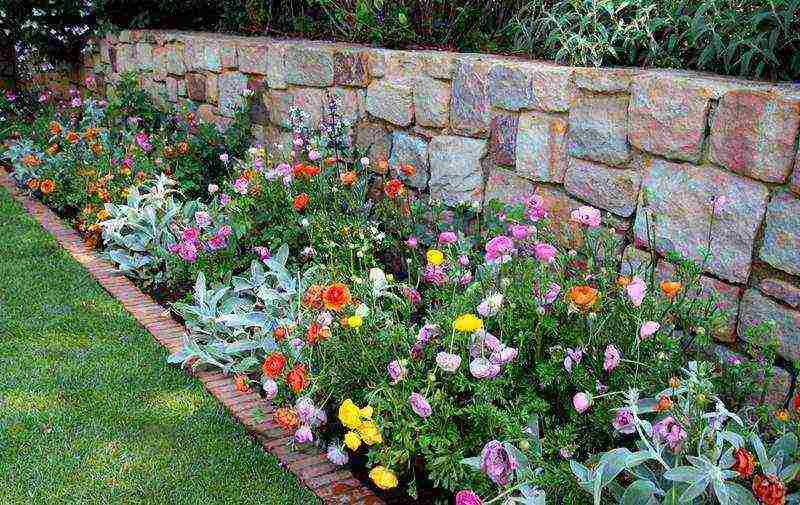 ranunculus planting and care in the open field in the Urals