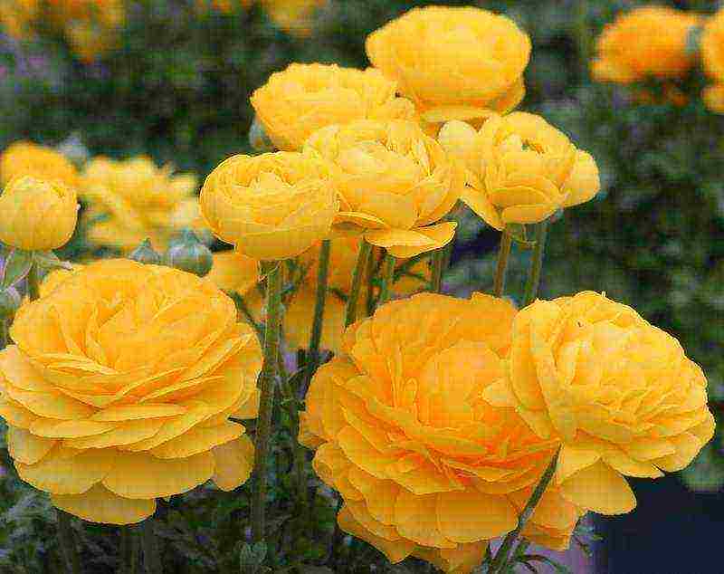 ranunculus การปลูกและดูแลในทุ่งโล่งในเทือกเขาอูราล