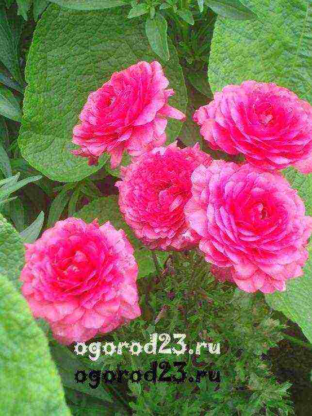 ranunculus planting and care in the open field in the Urals