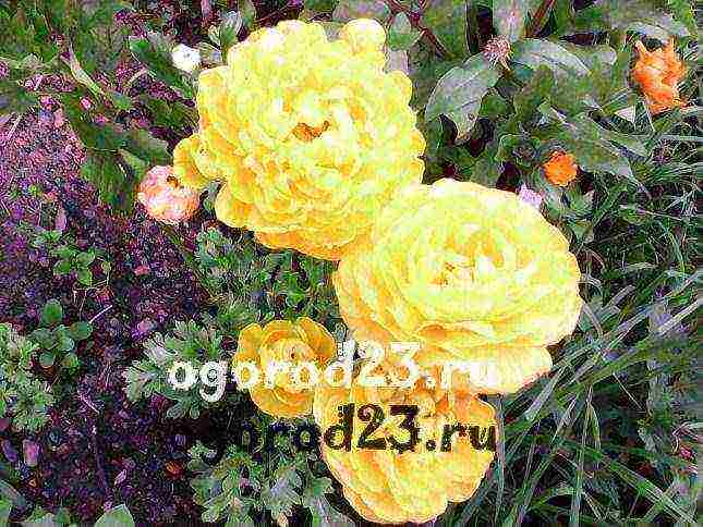 ranunculus การปลูกและดูแลในทุ่งโล่งในเทือกเขาอูราล