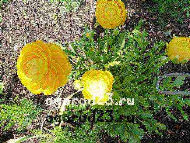 ranunculus การปลูกและดูแลในทุ่งโล่งในเทือกเขาอูราล