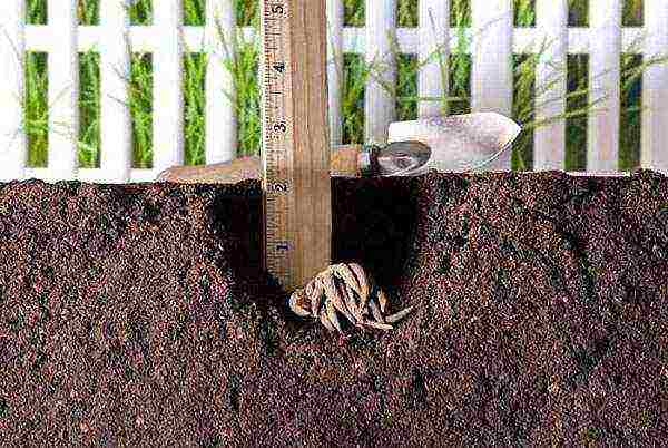 ranunculus planting and care in the open field in the Urals