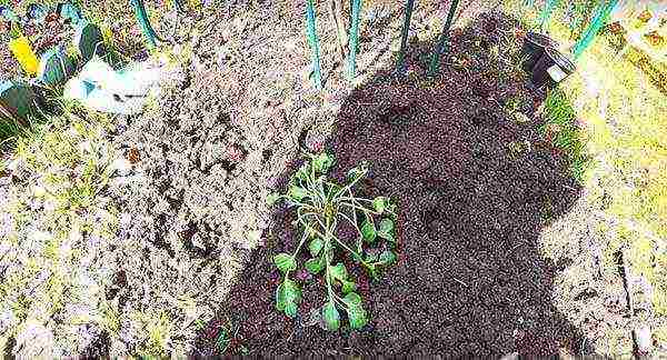 ranunculus planting and care in the open field in the Urals