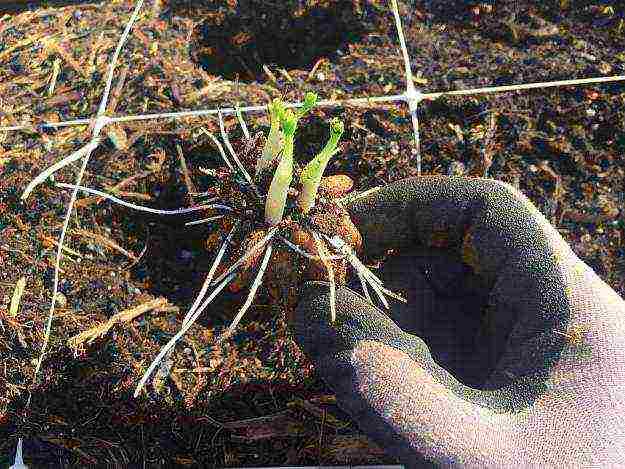 ranunculus planting and care in the open field in the Urals