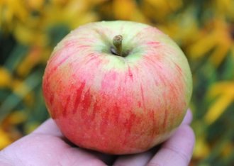 rating of the best varieties of apple trees